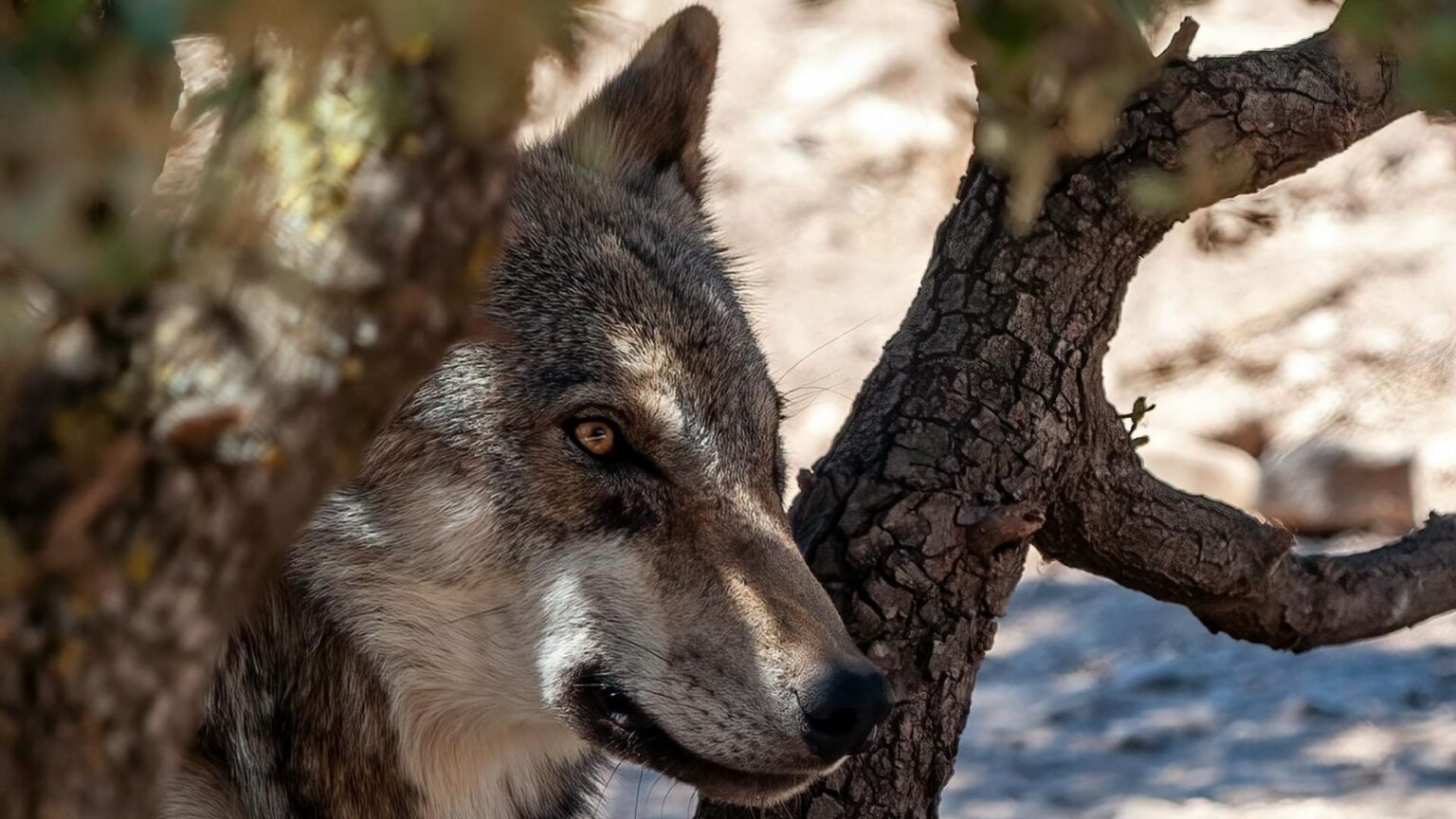 el lobo ibérico divide al mundo rural