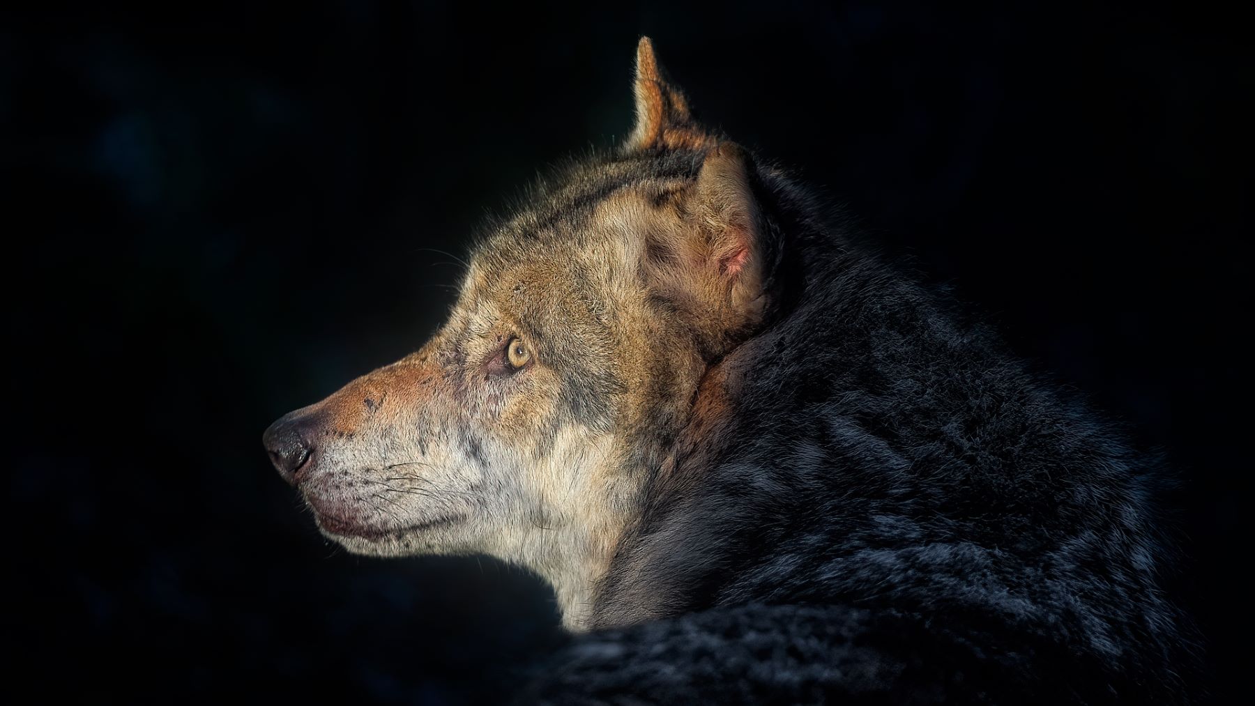 el lobo ibérico podría recuperar su protección en España