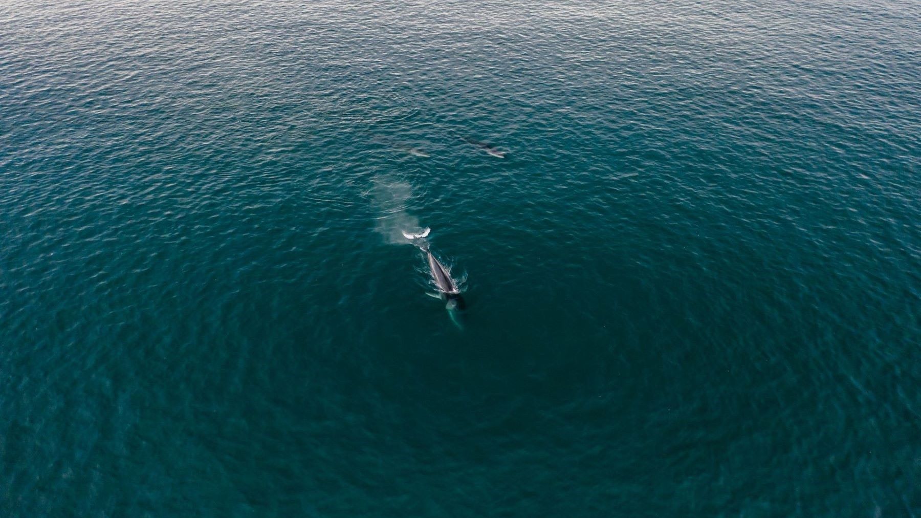 El proyecto MYSTICMED protege al rorcual común del Mediterráneo