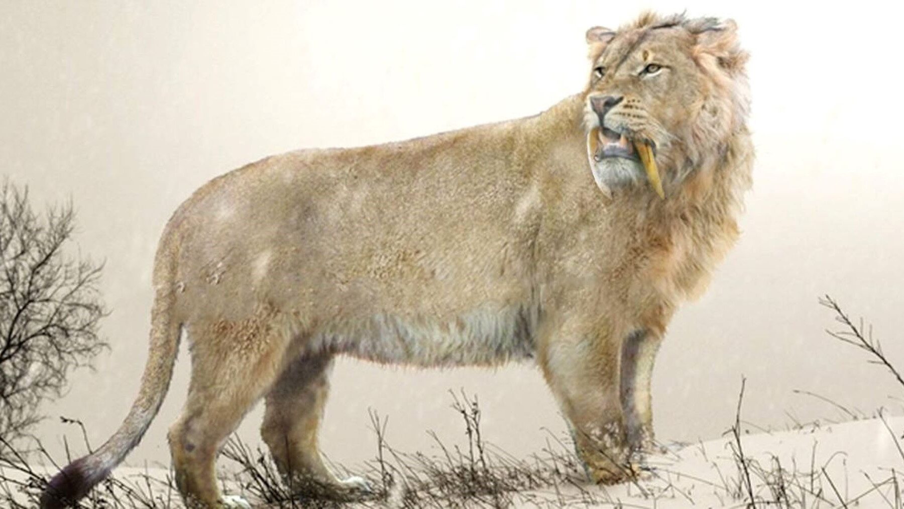 los leones de las cavernas escondían diferencias sorprendentes con los leones actuales