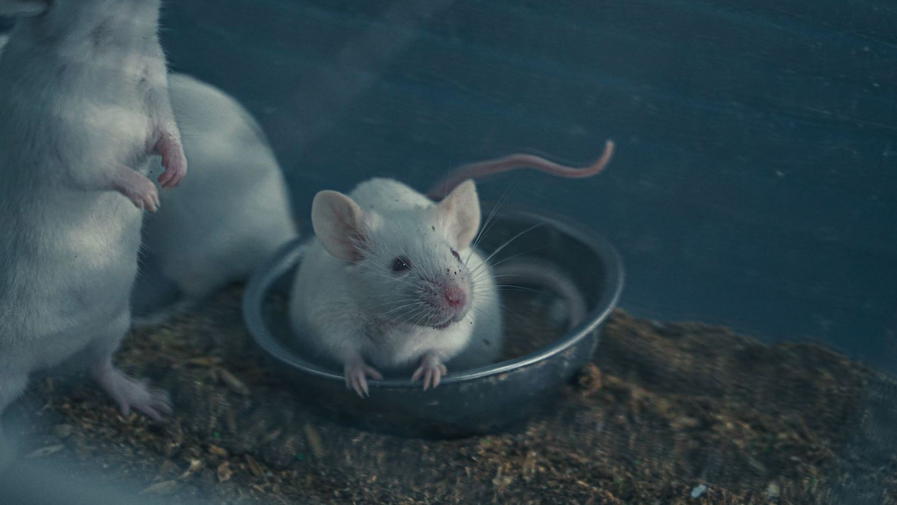 Las ratas resisten cada vez más los pesticidas