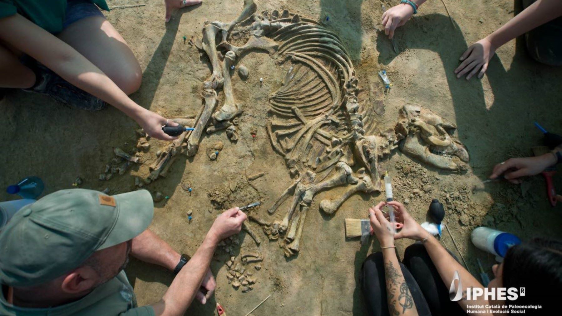 La cría de tapir que reescribe la prehistoria durante los trabajos de excavación en Girona