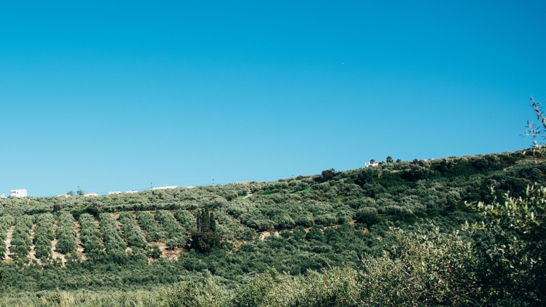 ¿cómo se adapta el olivar al cambio climático?
