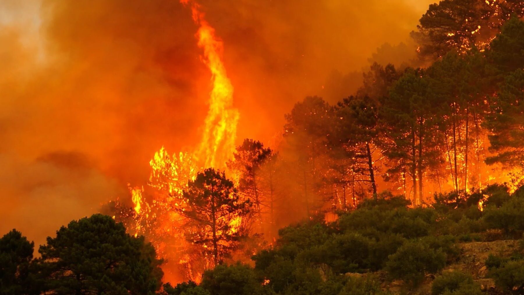 los incendios forestales de 2025 en España