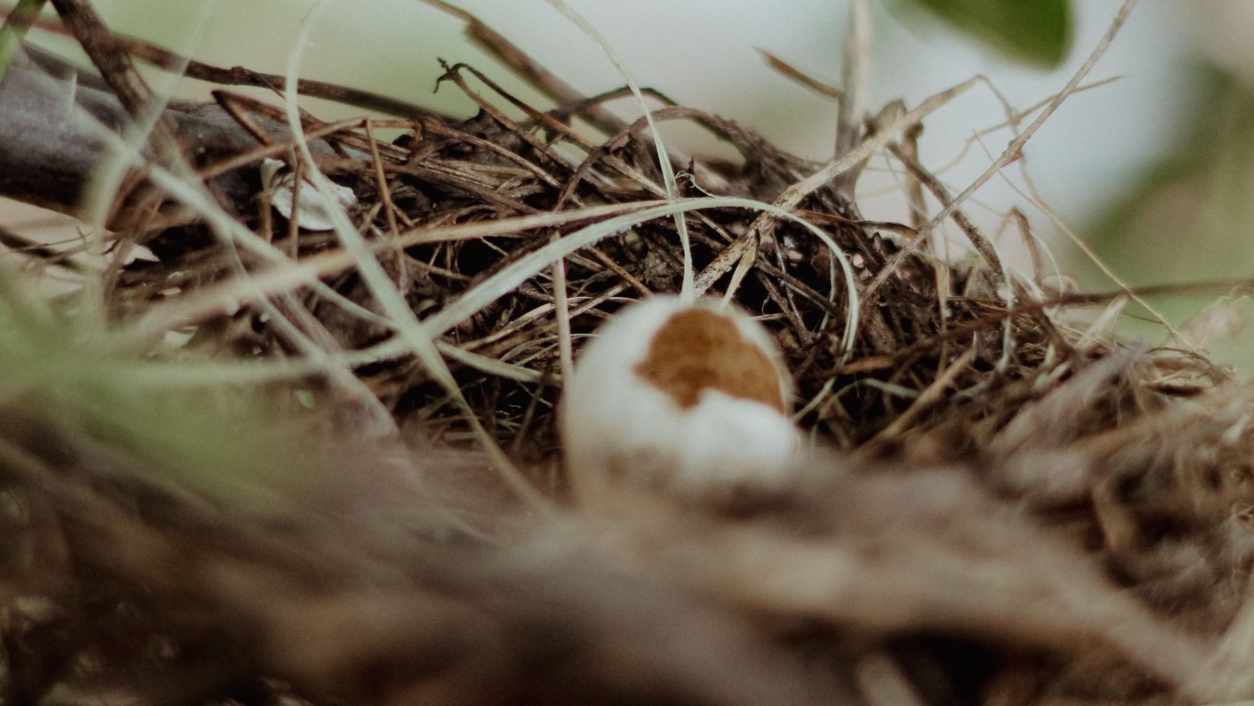 Los huevos que revelan la contaminación invisible