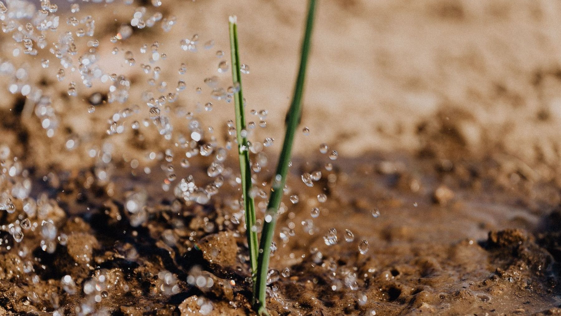 Cómo las aguas regeneradas están cambiando la agricultura en España