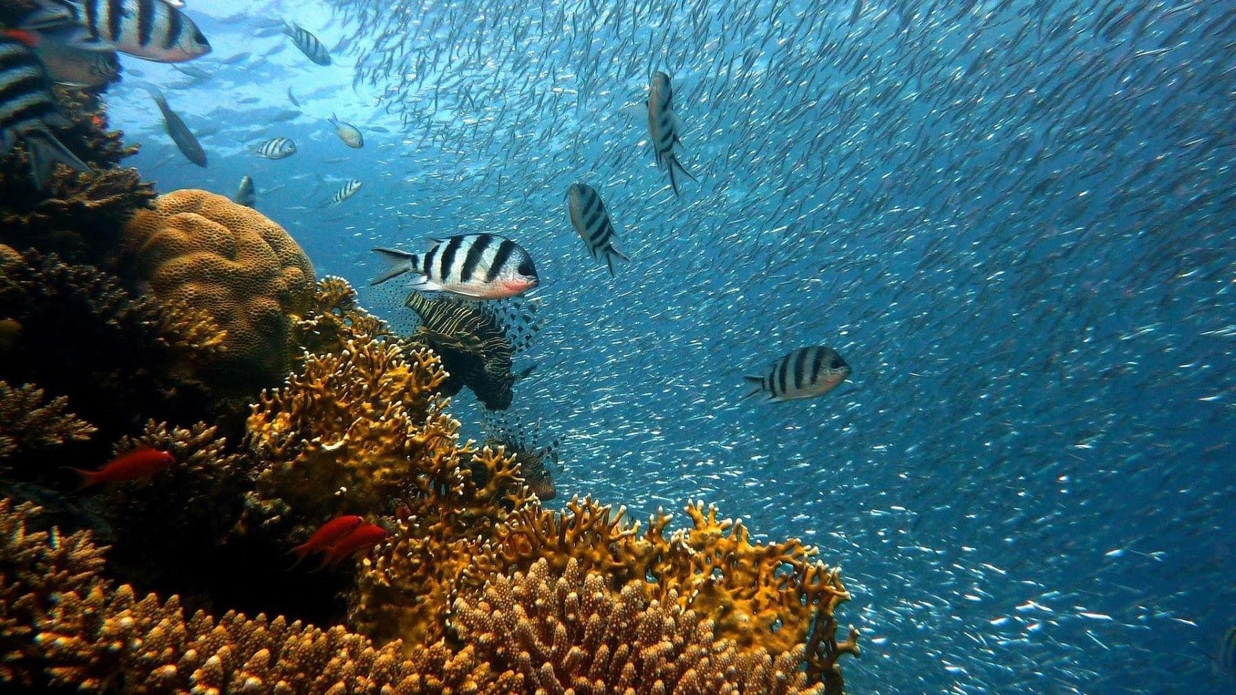 la conservación de corales en Canarias mediante el proyecto CORALART