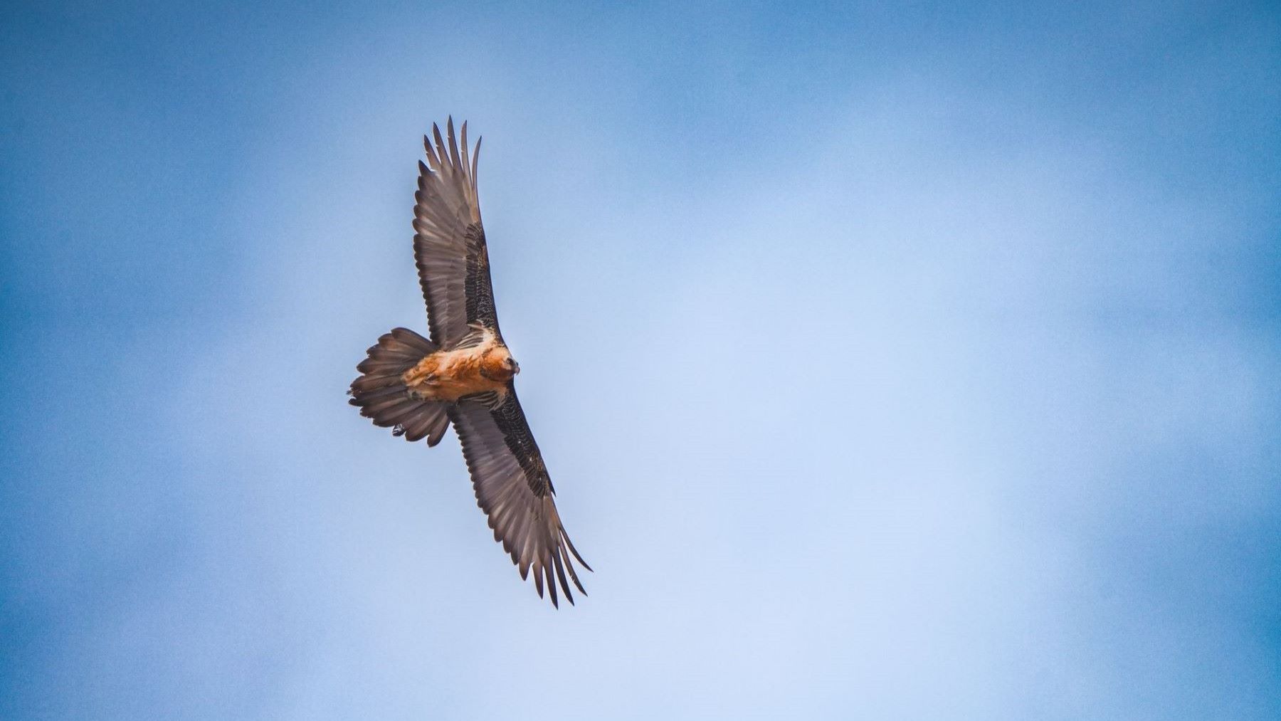 El quebrantahuesos que vuelve a volar en Andalucía durante su proceso de liberación en Cazorla