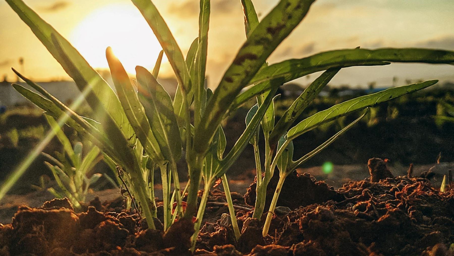La agricultura ecológica y regenerativa acelera su revolución con el Foro Regenera Iberia 2026 reuniendo a expertos, agricultores y empresas en Córdoba