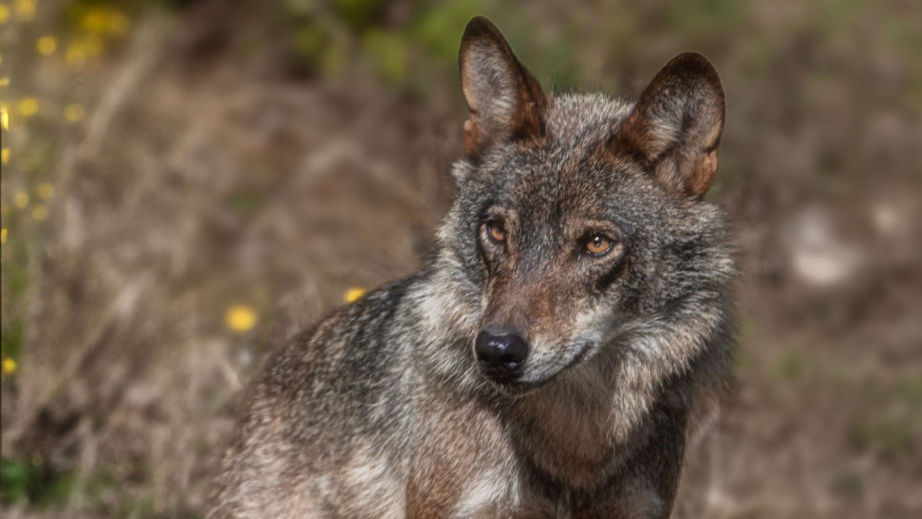 el lobo ibérico necesita nuevos refugios para asegurar su futuro en España