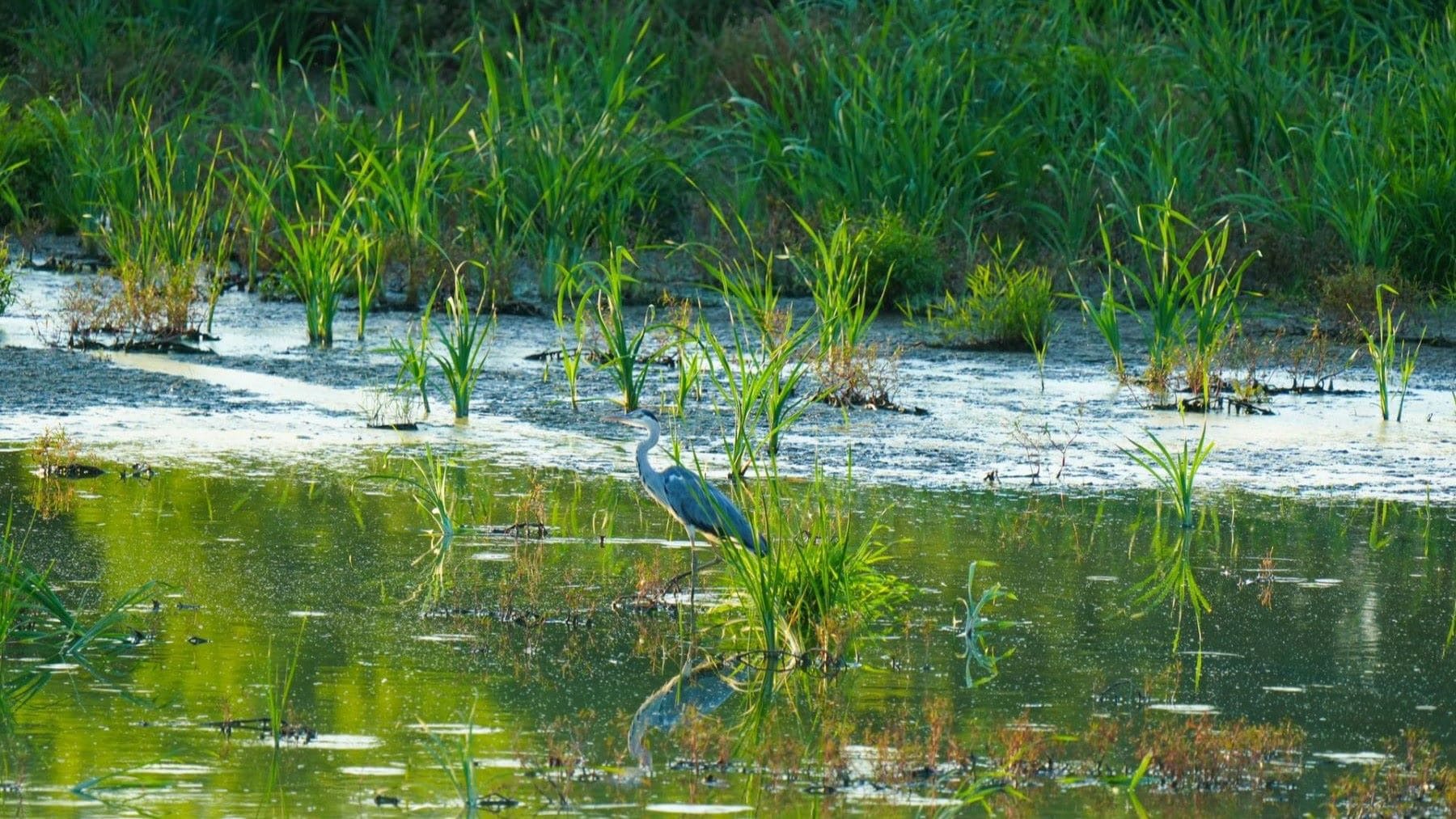 La naturaleza puede frenar la desertificación si se recuperan humedales y biodiversidad en España