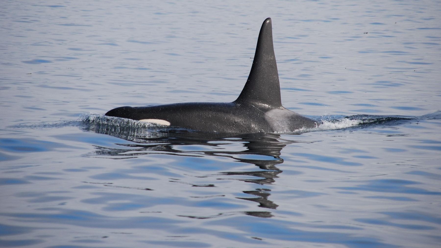 La orca ibérica que lucha por sobrevivir en el estrecho de Gibraltar