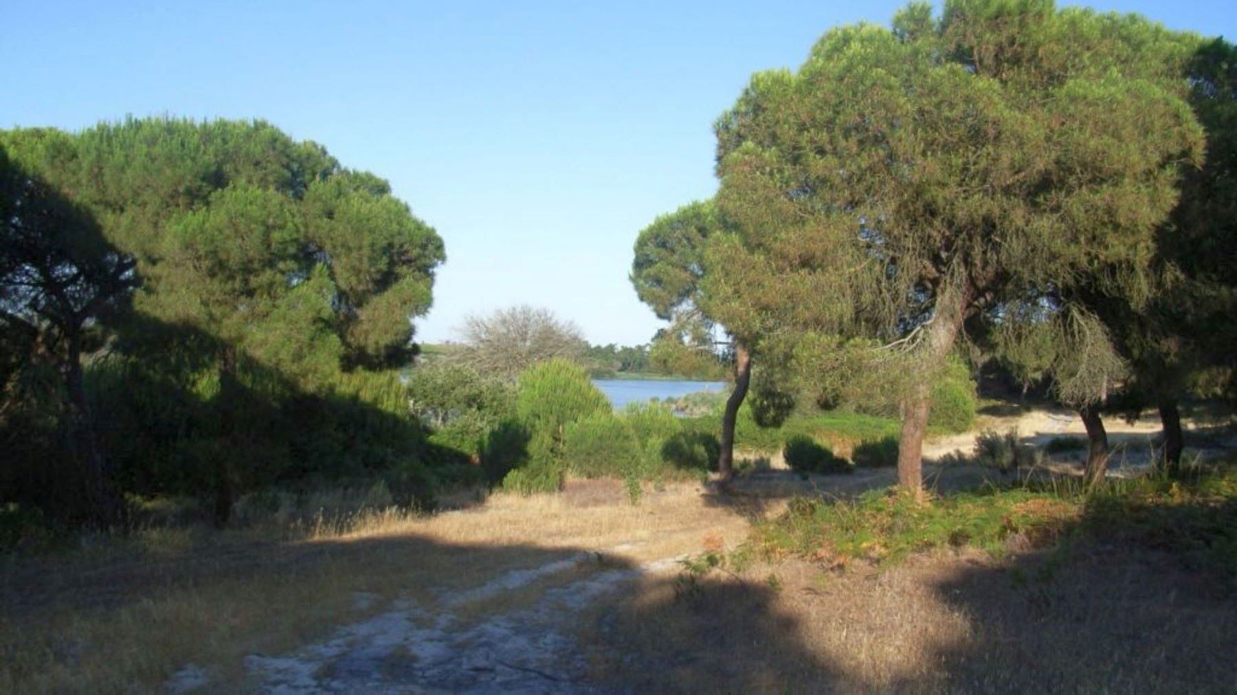 Laguna de Las Madres quiere frenar la desertificación en Huelva