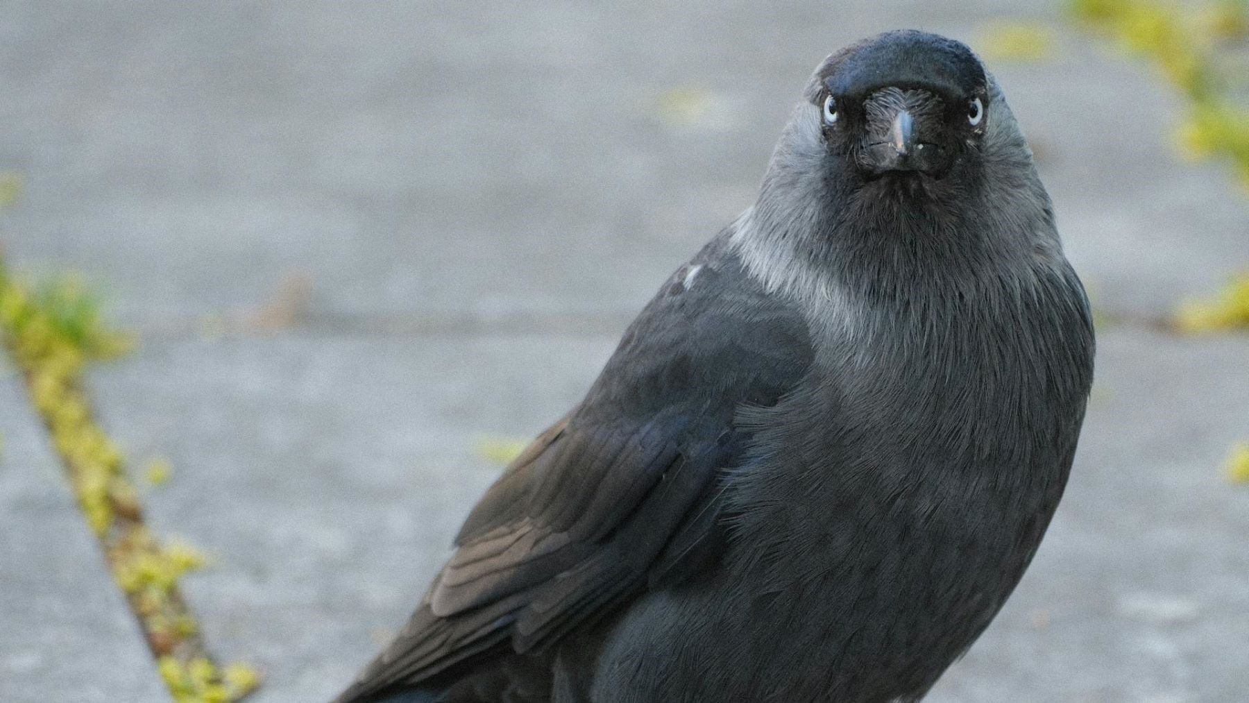 las grajillas crean una red social de aves