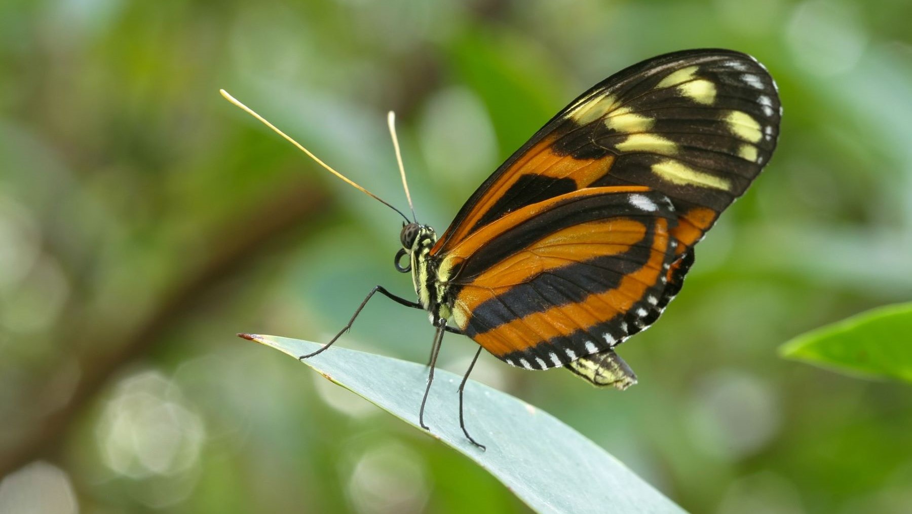 las mariposas más longevas del mundo esconden un secreto evolutivo