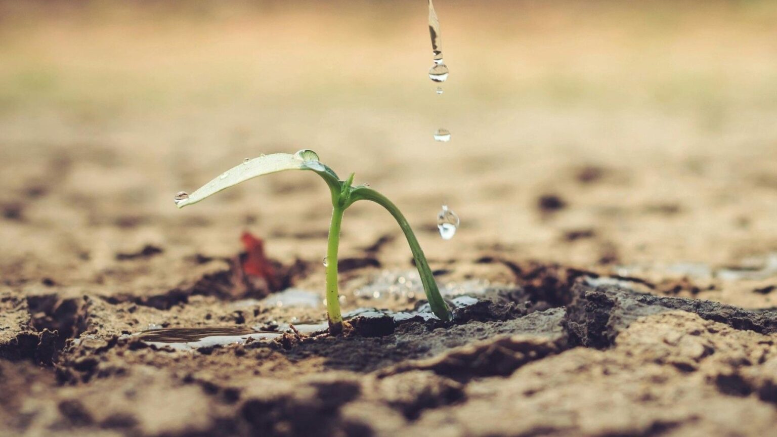 Día Mundial del Medio Ambiente 2026: la Tierra nos está enviando señales