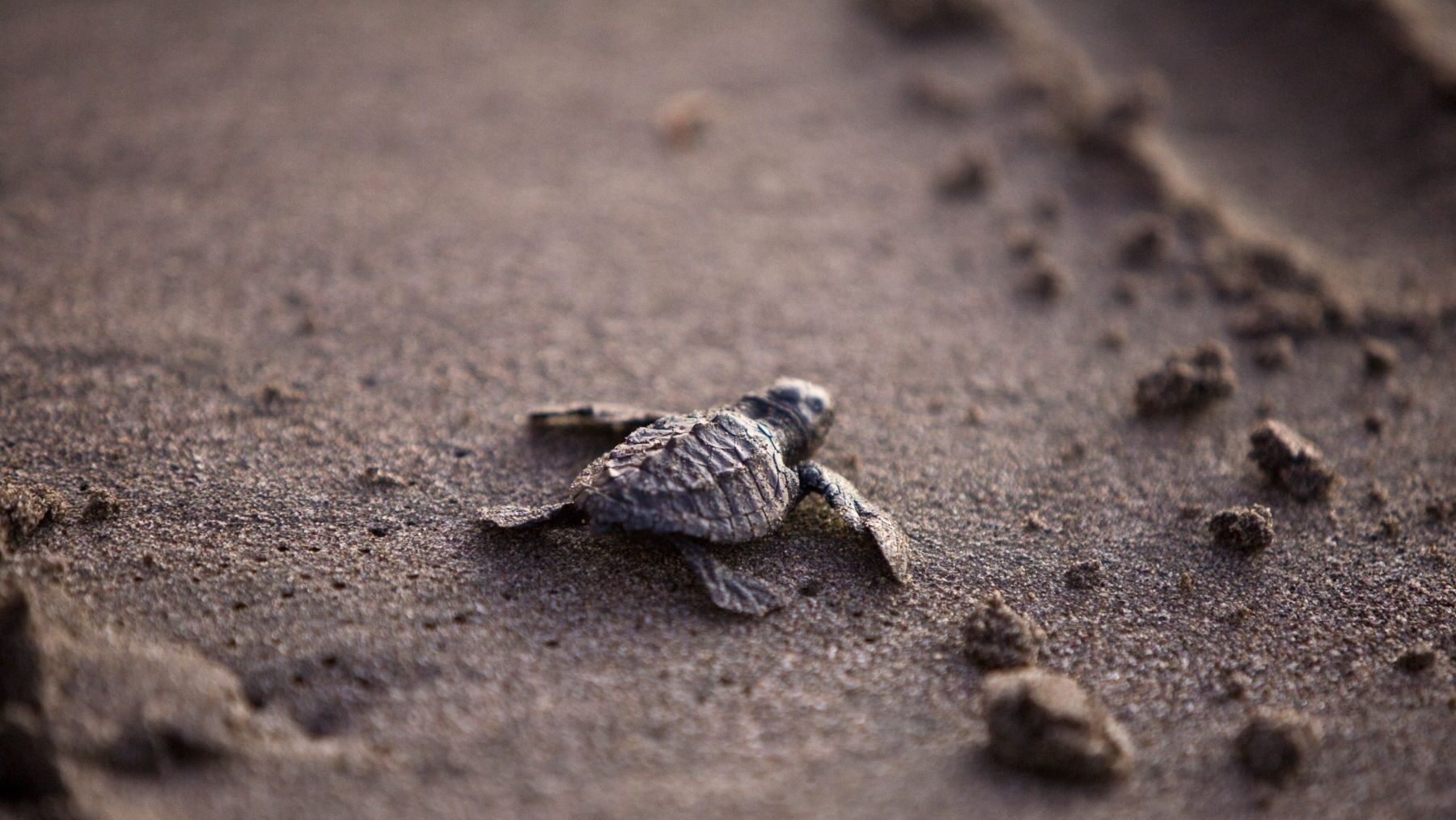Las tortugas nacidas en Mojácar regresan al mar tras un rescate que emocionó a toda Andalucía