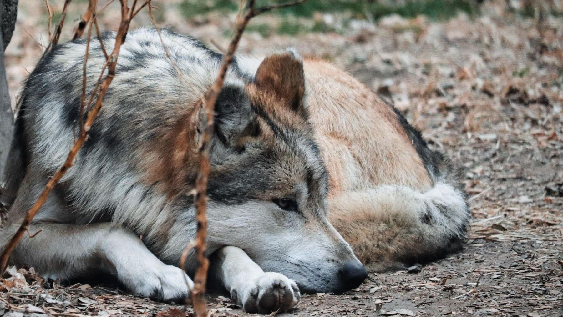 el lobo debe volver a estar protegido en España