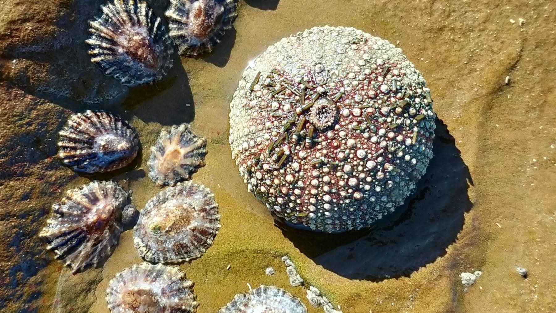 Los erizos de mar heredan ventajas biológicas de algas microscópicas