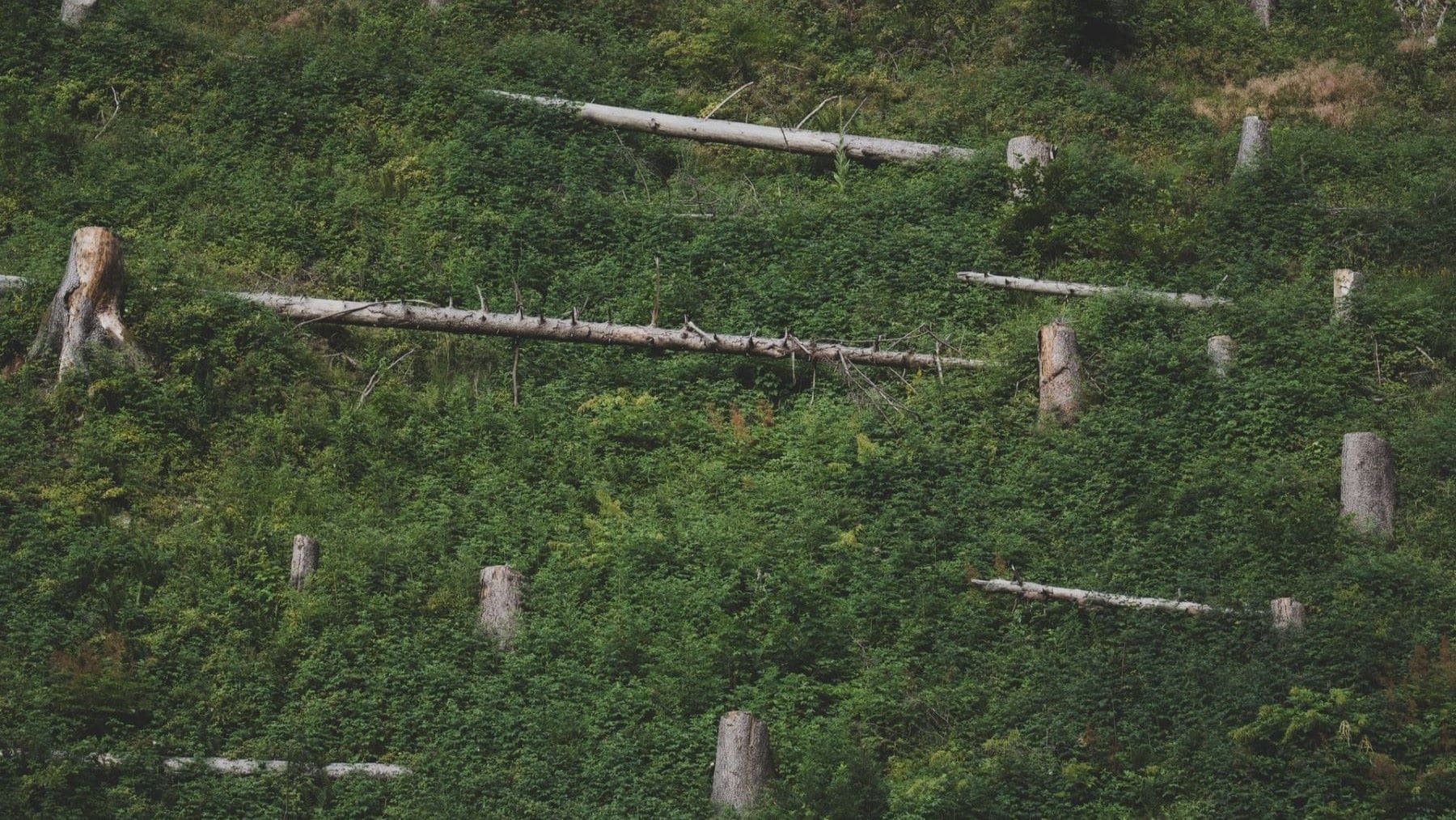 Brasil reduce la deforestación amazónica con datos históricos de conservación