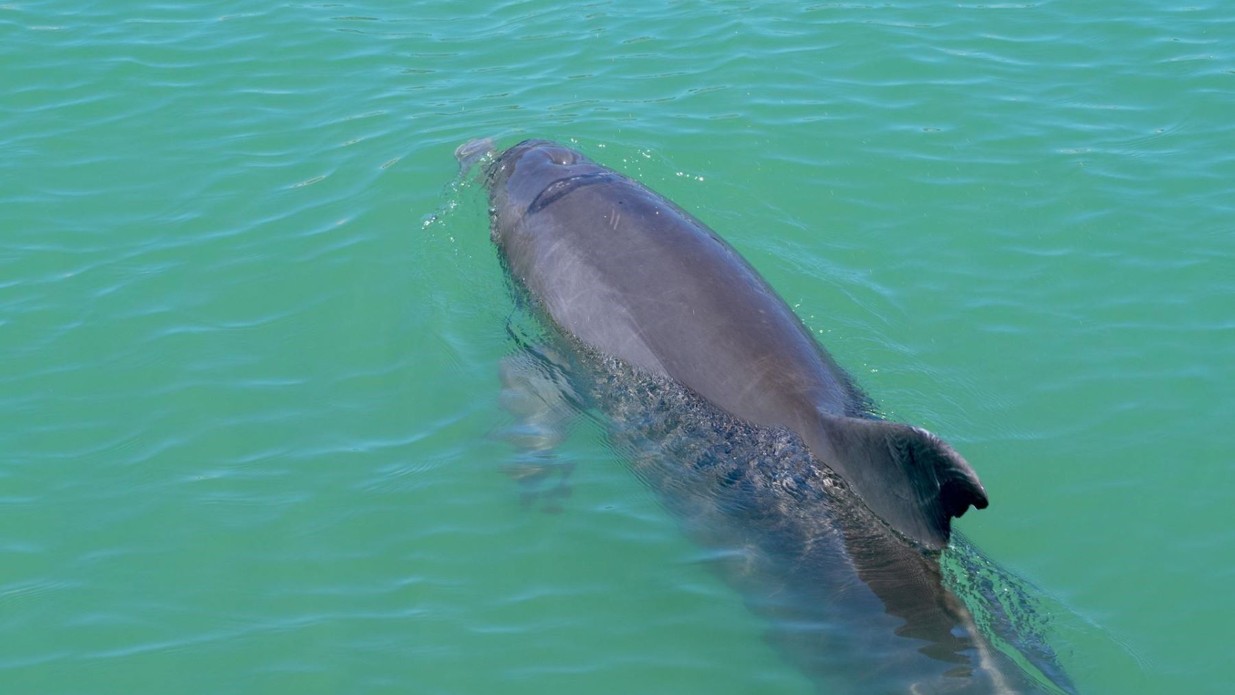 la marsopa reaparece en el mar de Alborán y protagoniza un proyecto científico de conservación