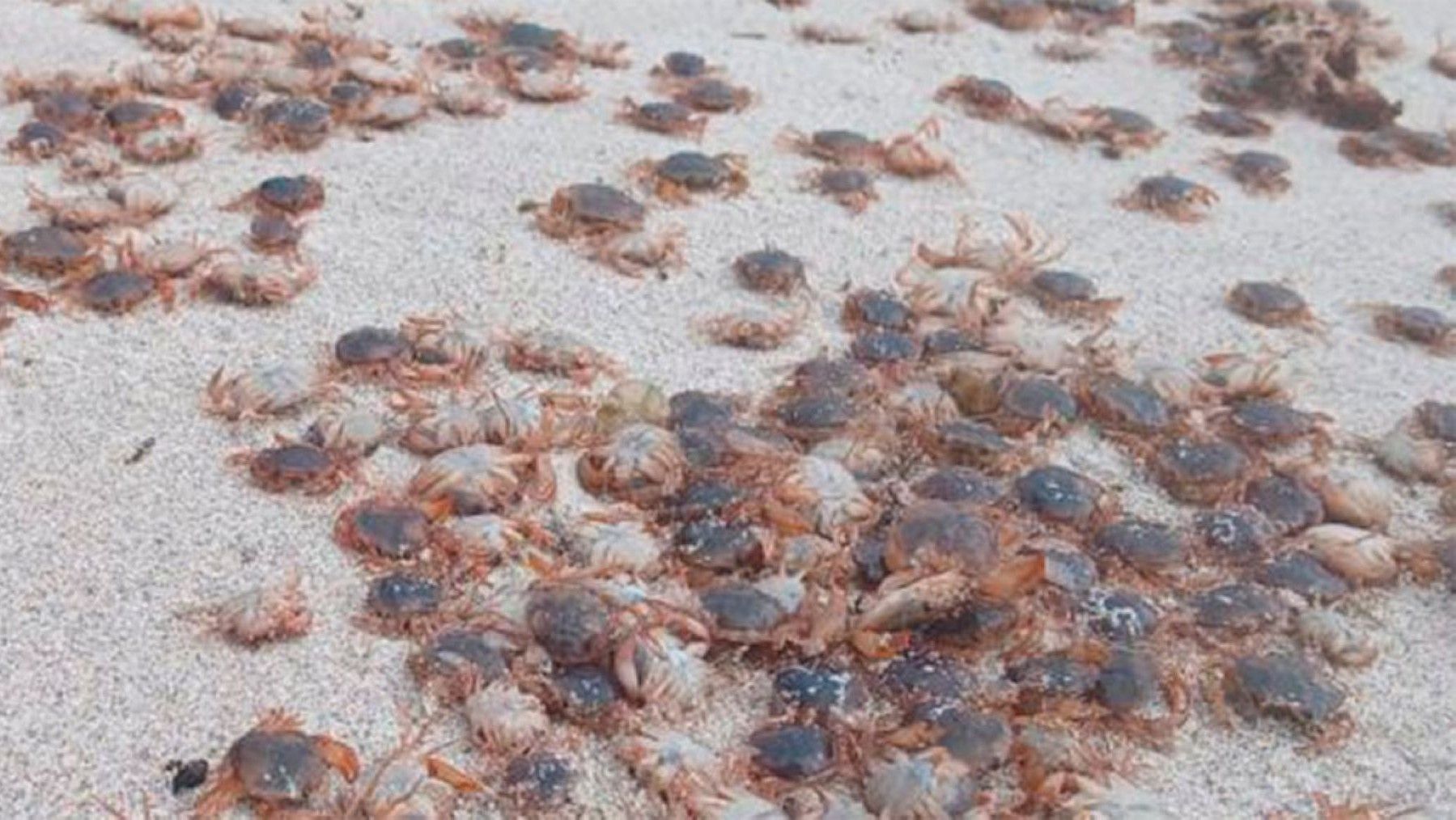 Las islas Cíes se llenan de cangrejos patudos