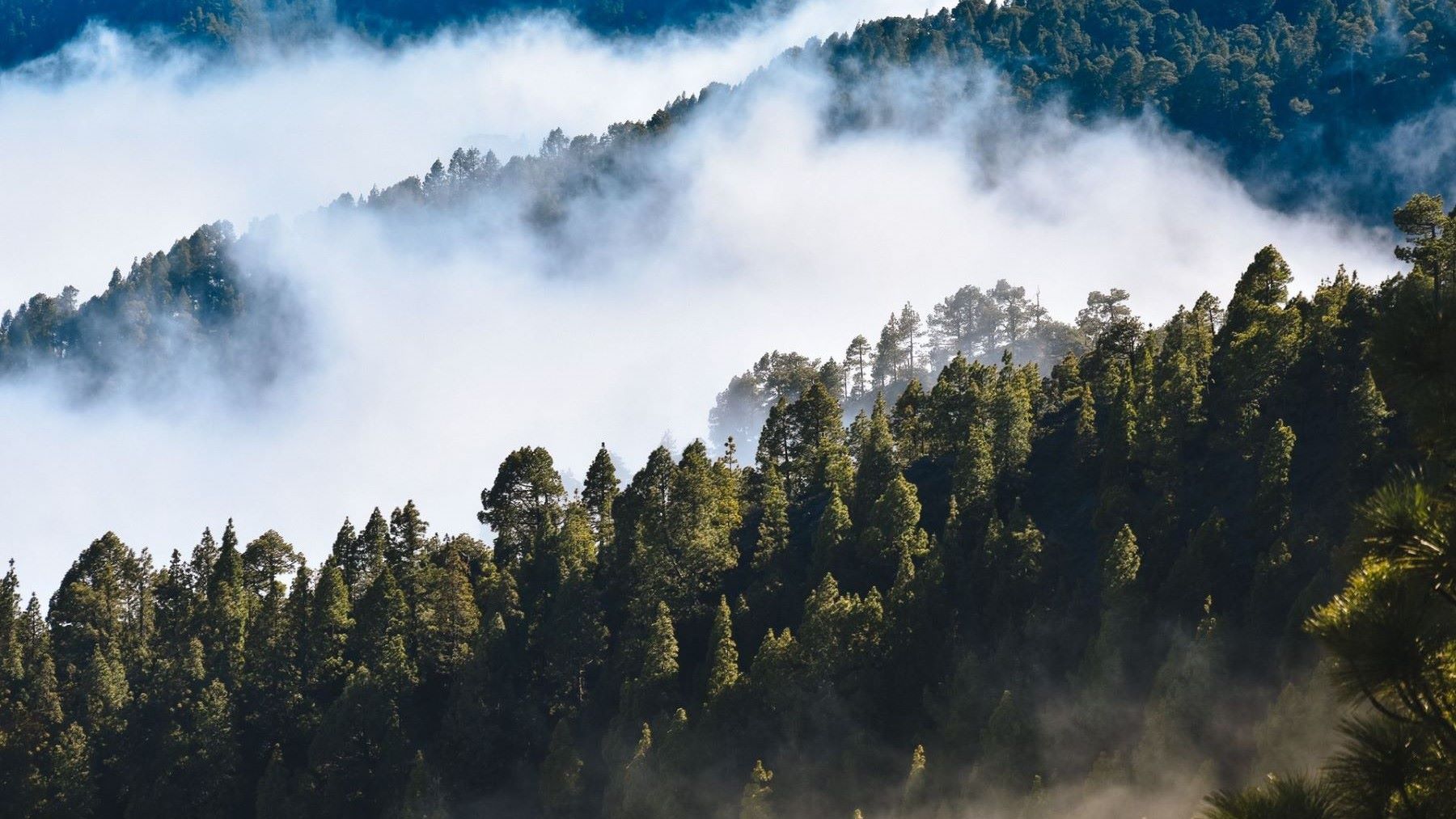 El proyecto europeo Life Token CO2 protege los bosques de la Región de Murcia