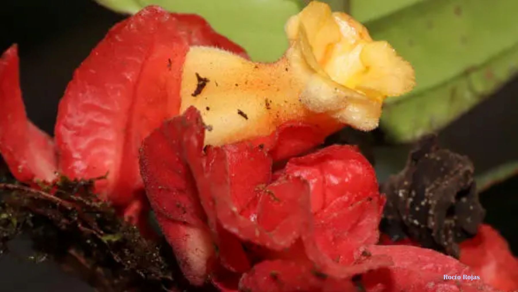 Perú descubre una nueva planta en la Amazonía con flores amarillas y brácteas rojas
