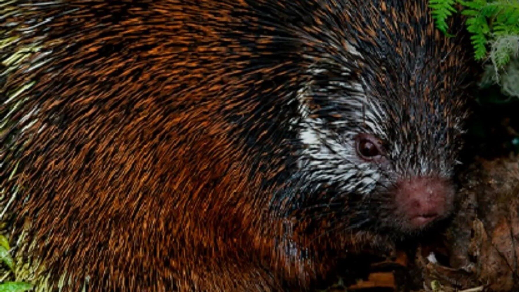 El misterioso mamífero que escondía Ecuador descubierto en el Parque Nacional Sangay