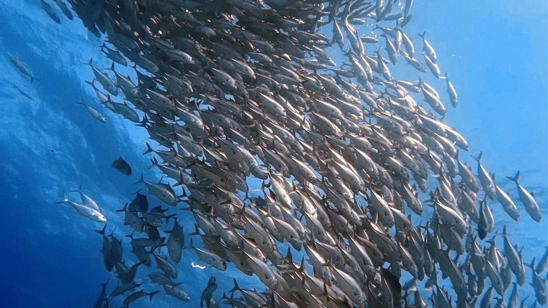 Oceana pide una ley más dura contra la pesca ilegal