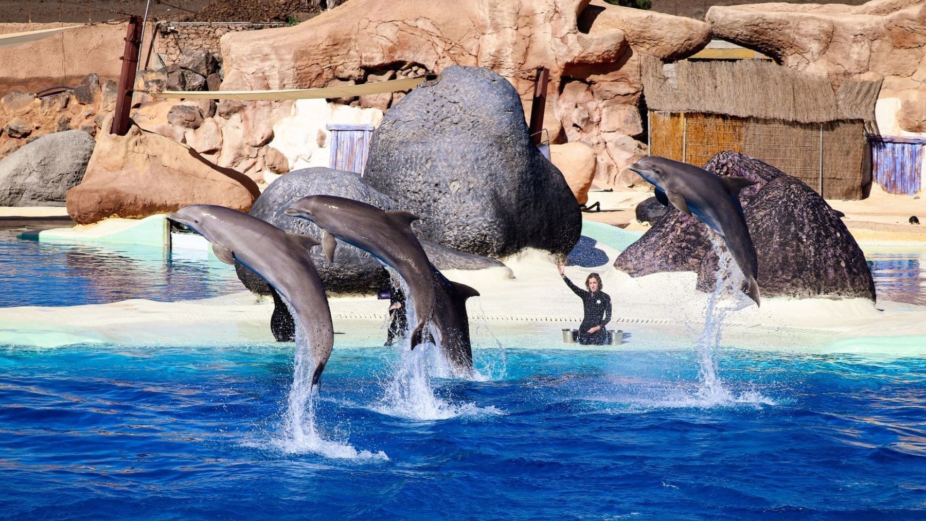 PACMA quiere frenar el traslado de orcas y delfines