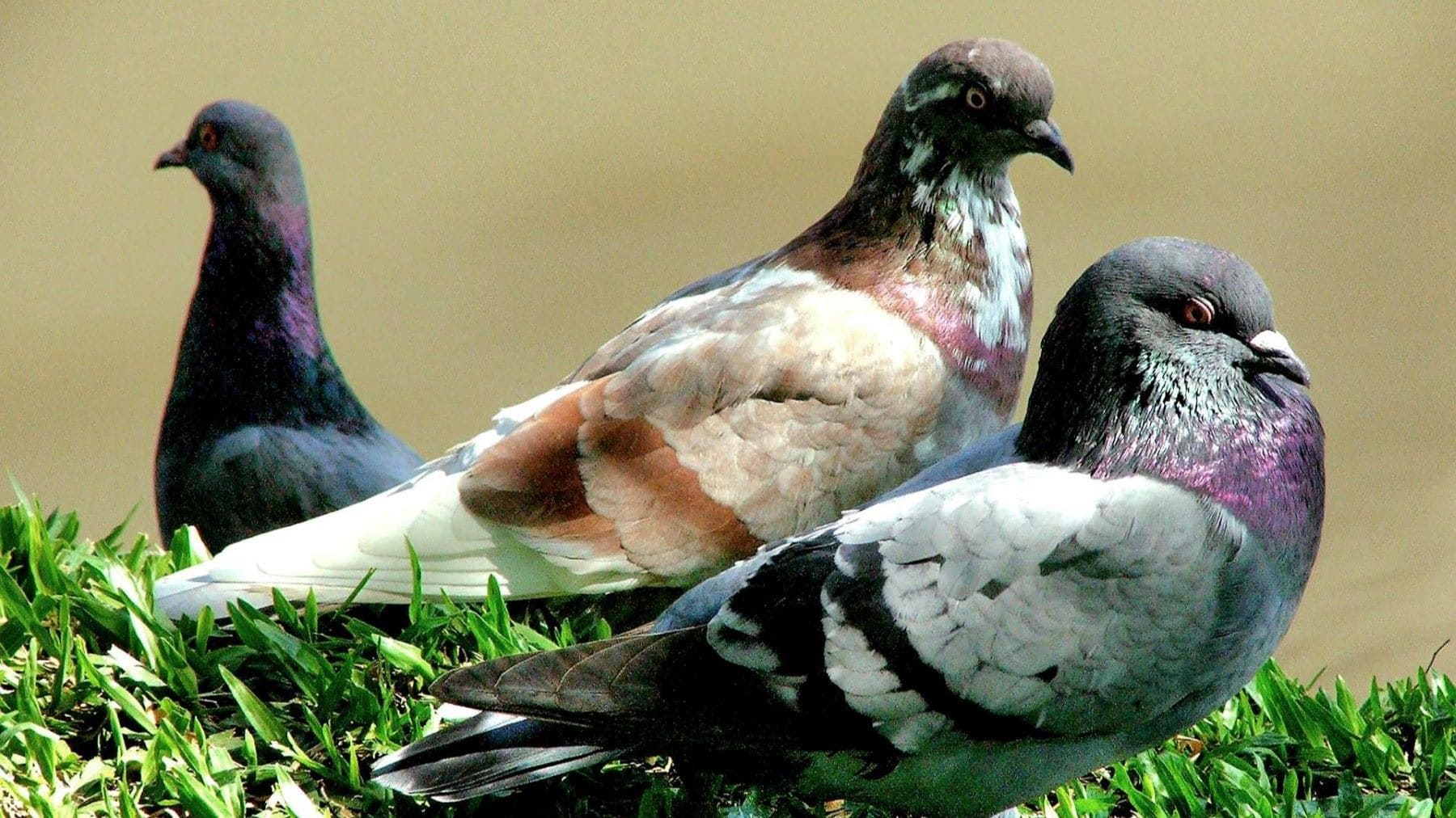 Las palomas usan células magnéticas en el hígado para orientarse y volver a casa.