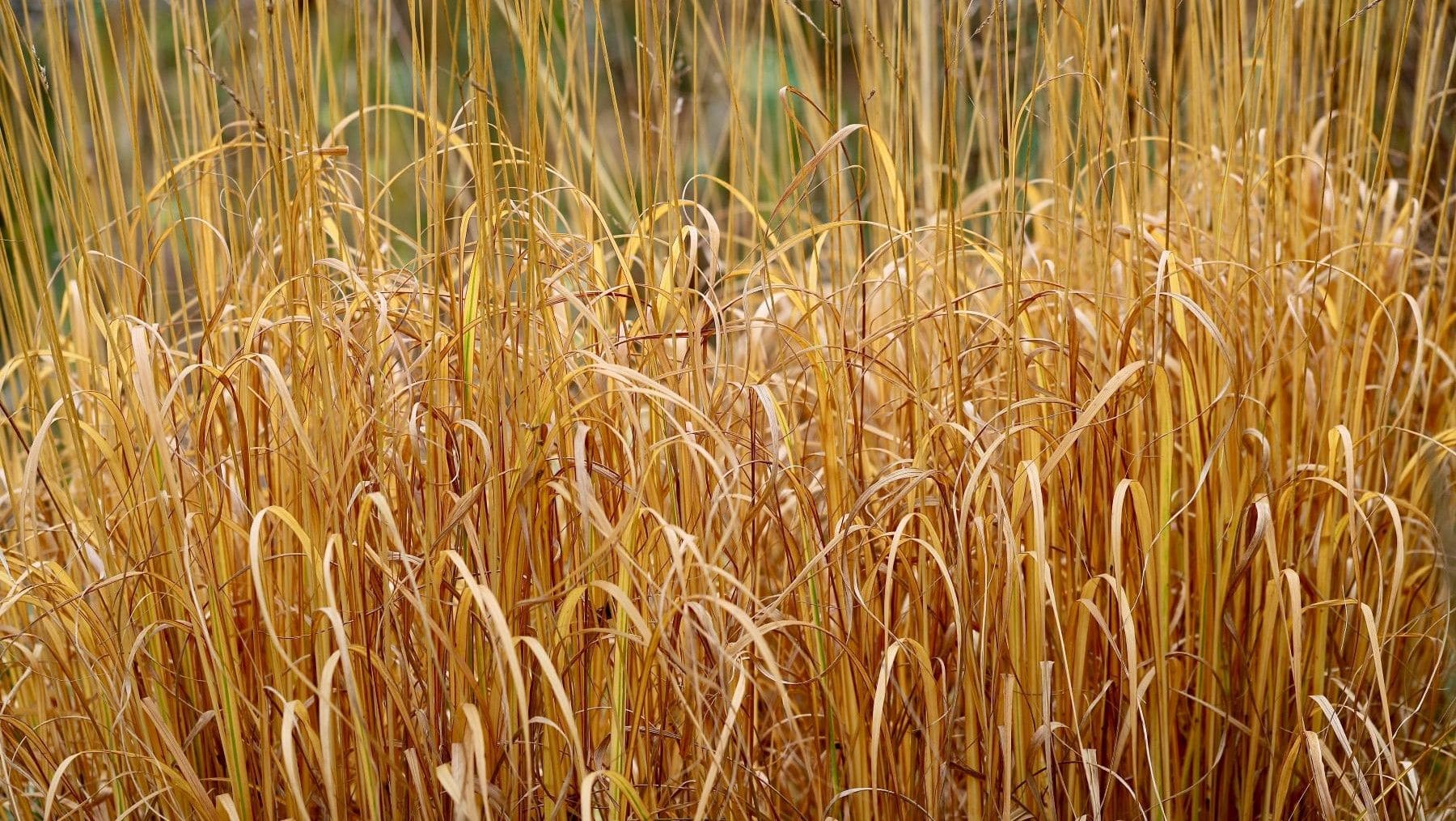 los pastizales del mundo están desapareciendo por la sequía