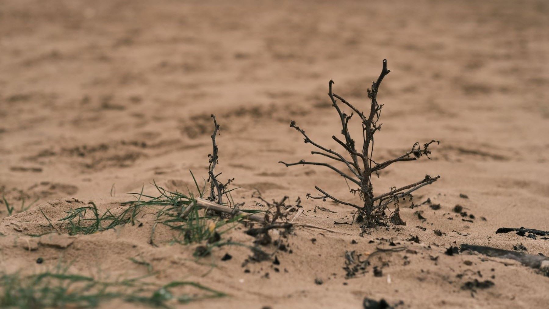 Día Internacional de la Lucha contra la Desertificación y la Sequía 2026