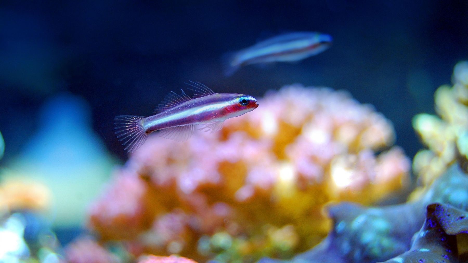 La presión humana reduce los peces de arrecife en ecosistemas marinos de Canarias