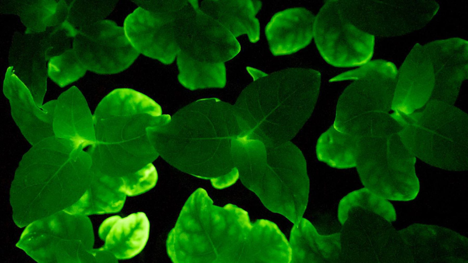 Las plantas que brillan detectan virus antes de los síntomas mediante bioluminiscencia