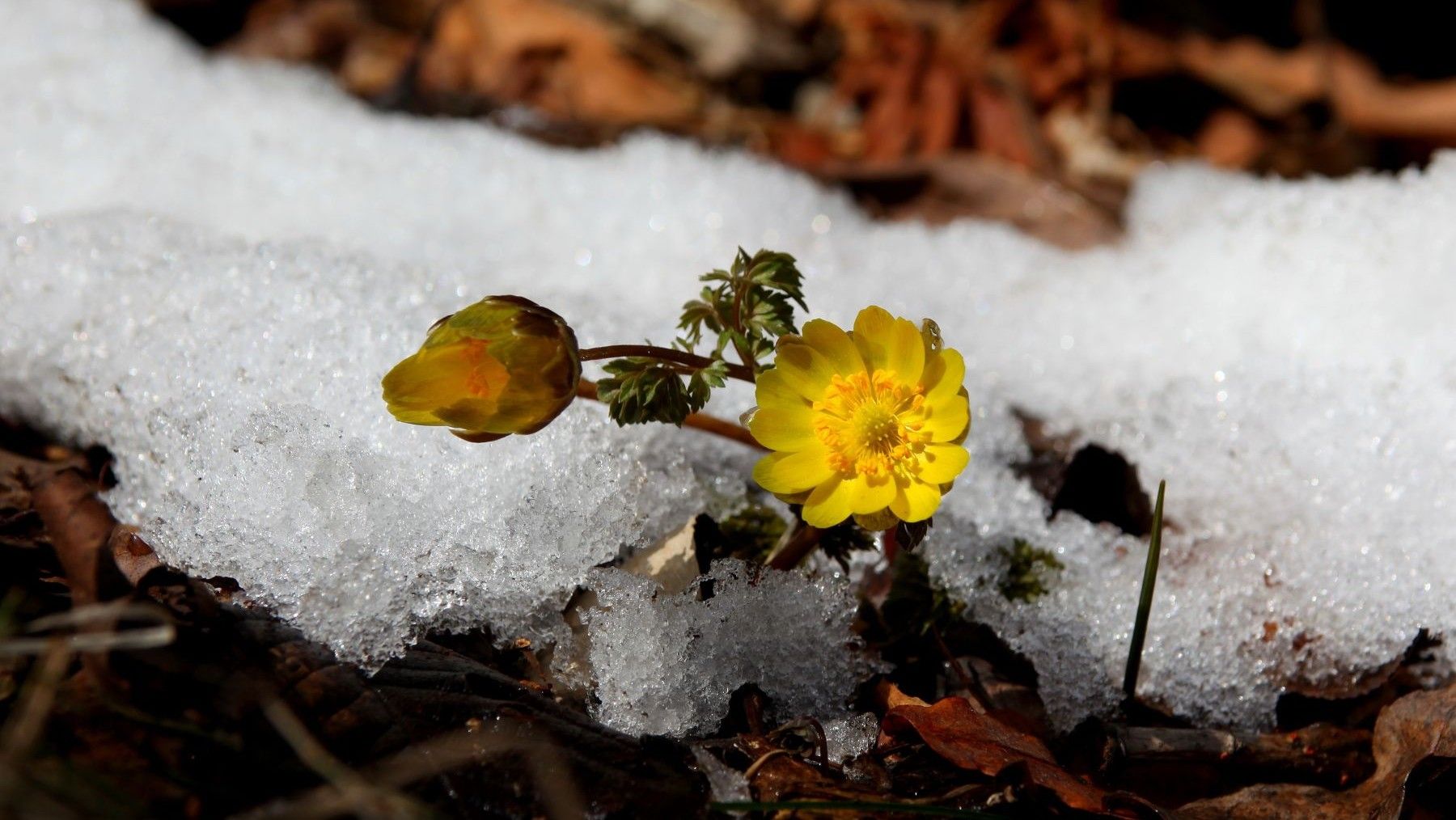 las plantas alpinas amenazadas por el cambio climático