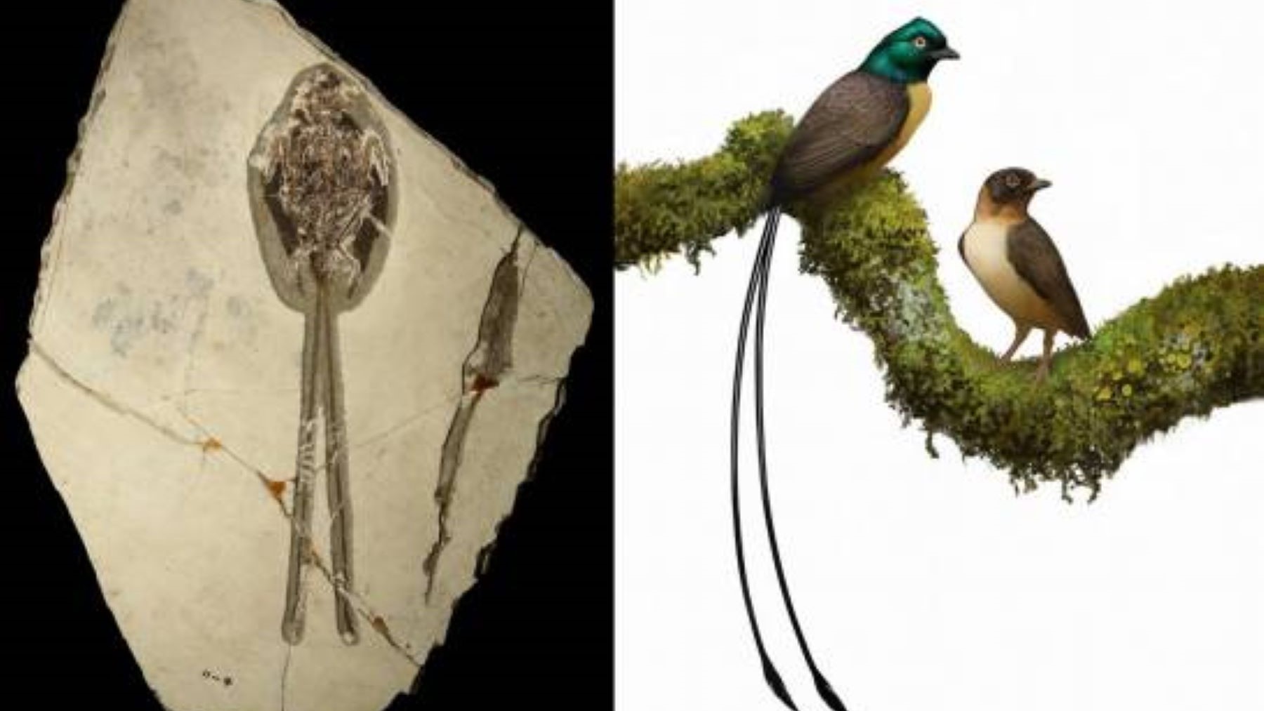 El pájaro fósil que conquistaba parejas con una cola gigante