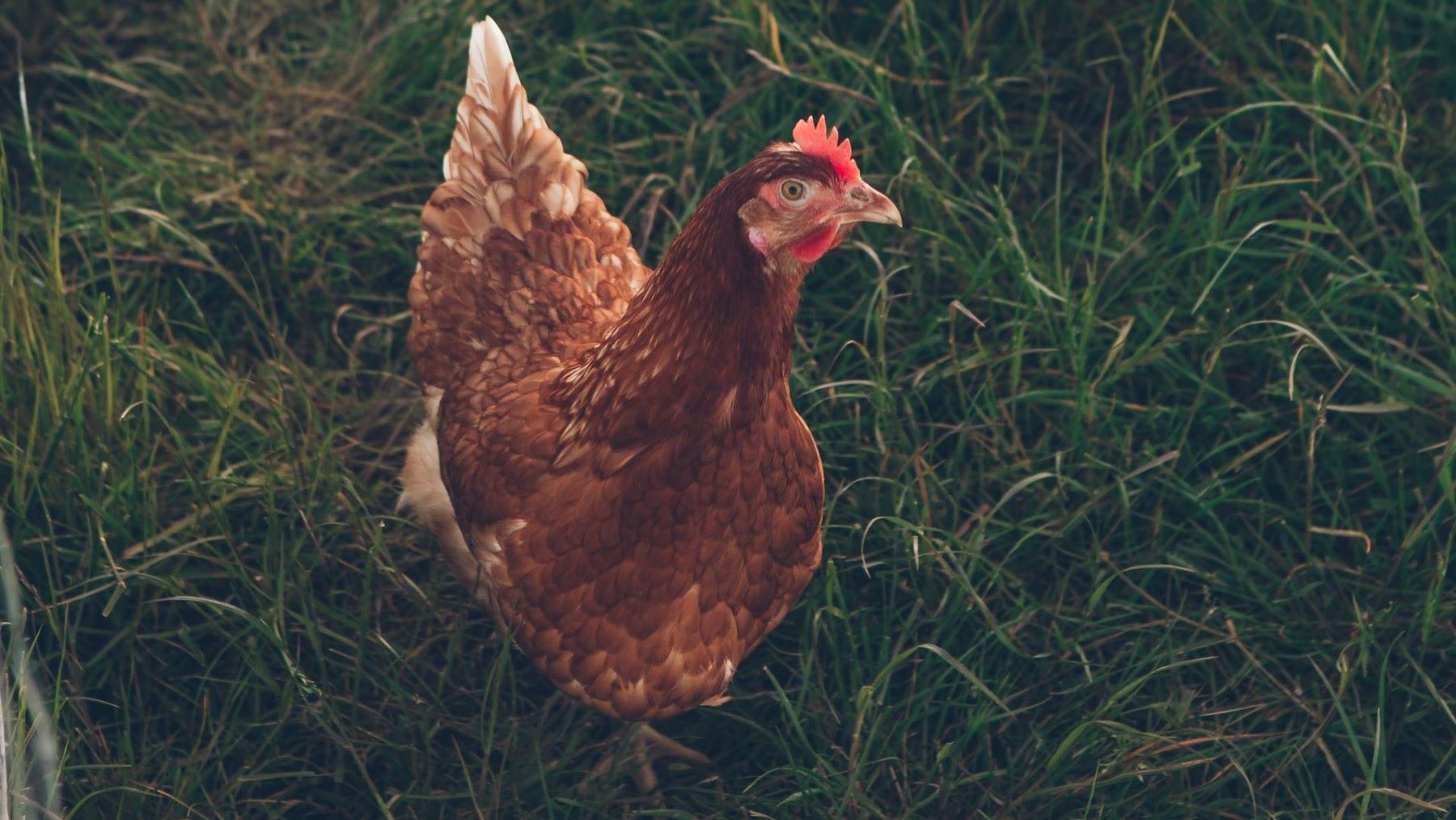 Lo que no sabías sobre los pollos y cómo reducir su consumo sin complicarte