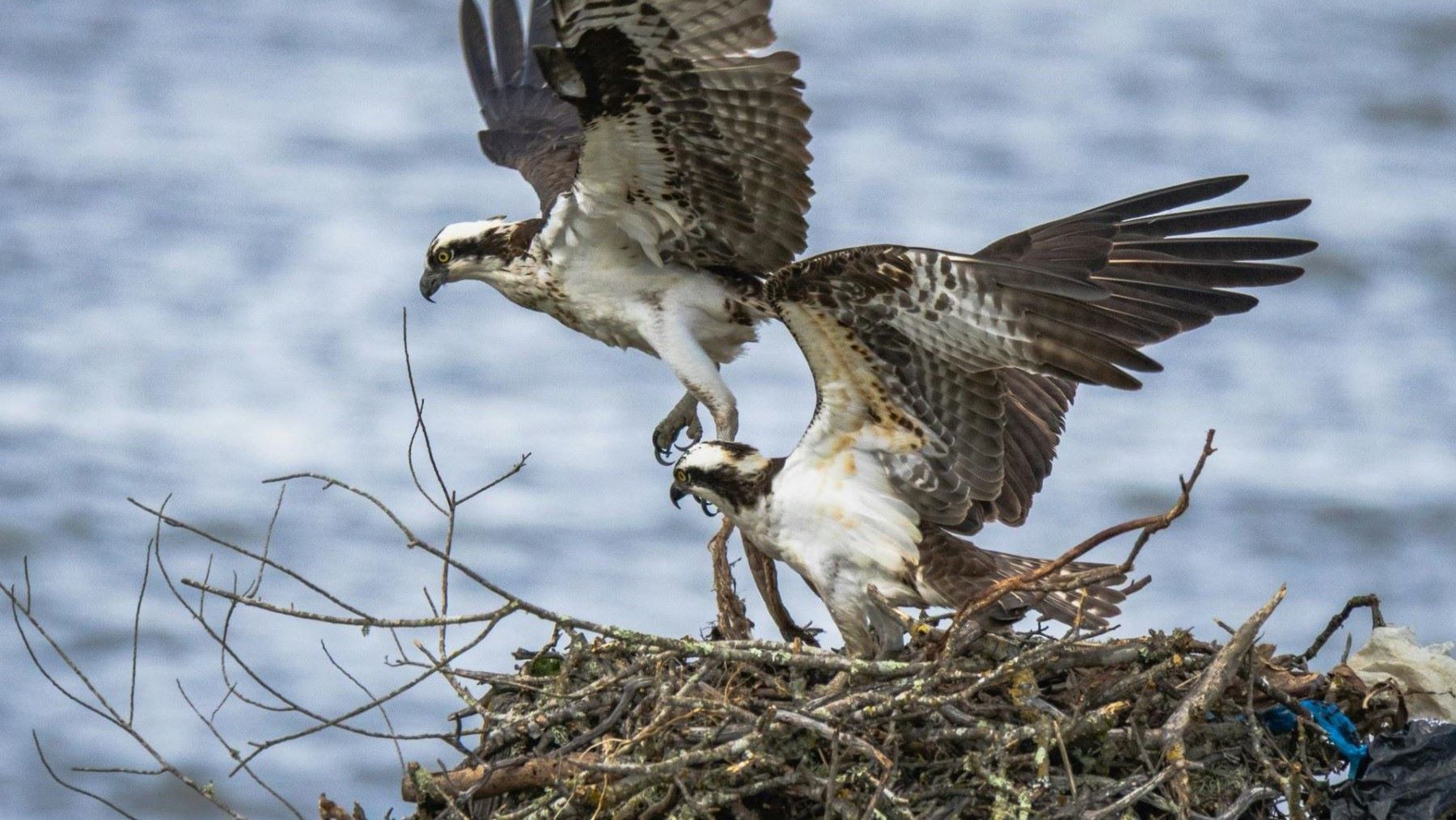 los pollos de águila pescadora regresan a su nido tras ser rescatados en Cádiz