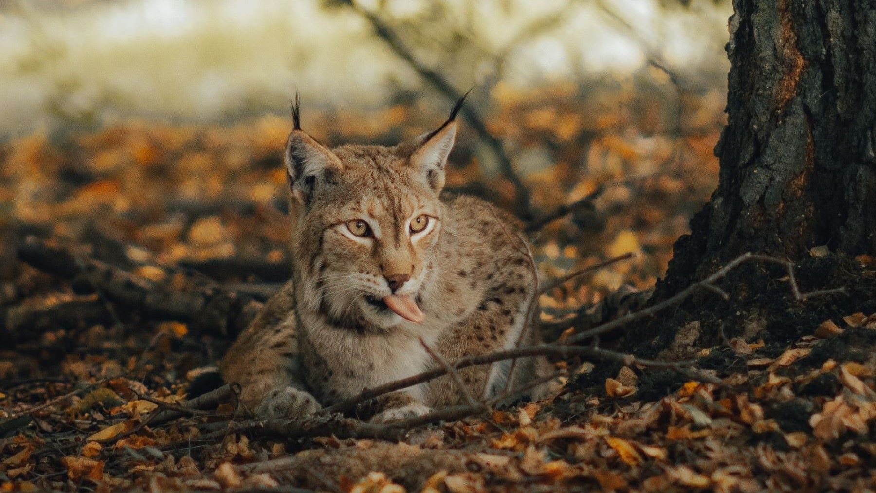 nacen los primeros cachorros de lince ibérico en Cuenca