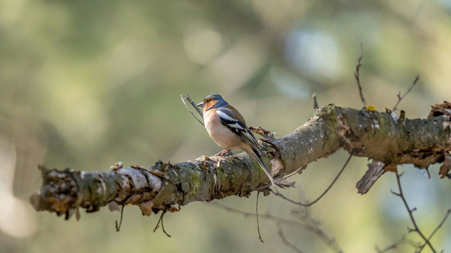 Madrid destina ayudas para proteger la biodiversidad mediante proyectos de conservación ambiental