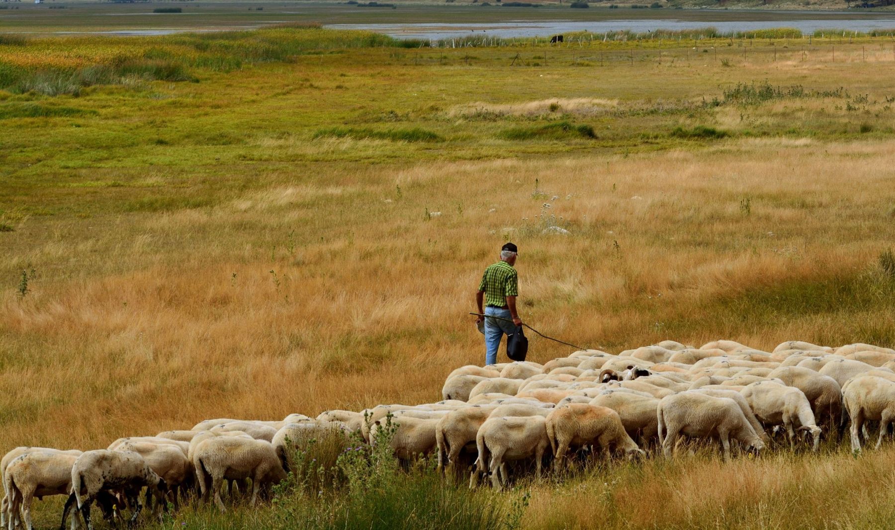 Por qué la trashumancia sigue siendo clave para salvar la biodiversidad rural