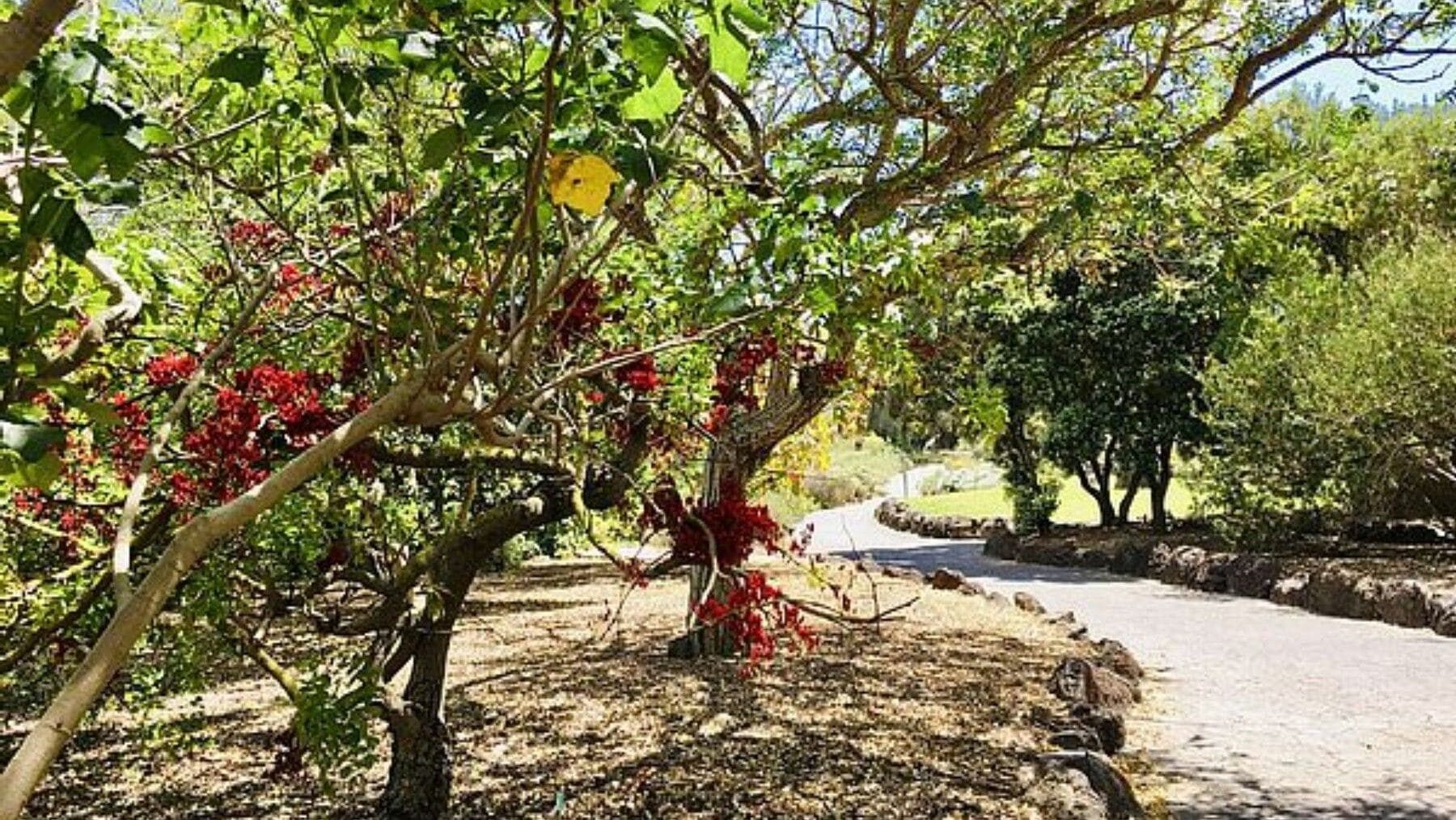 el Jardín Botánico Canario salva plantas únicas mediante programas de conservación