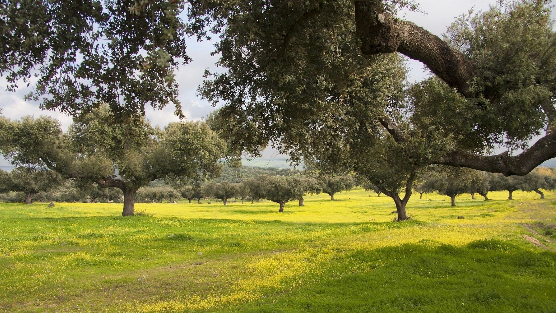 plantan 1000 bellotas para salvar la dehesa en una finca de Córdoba