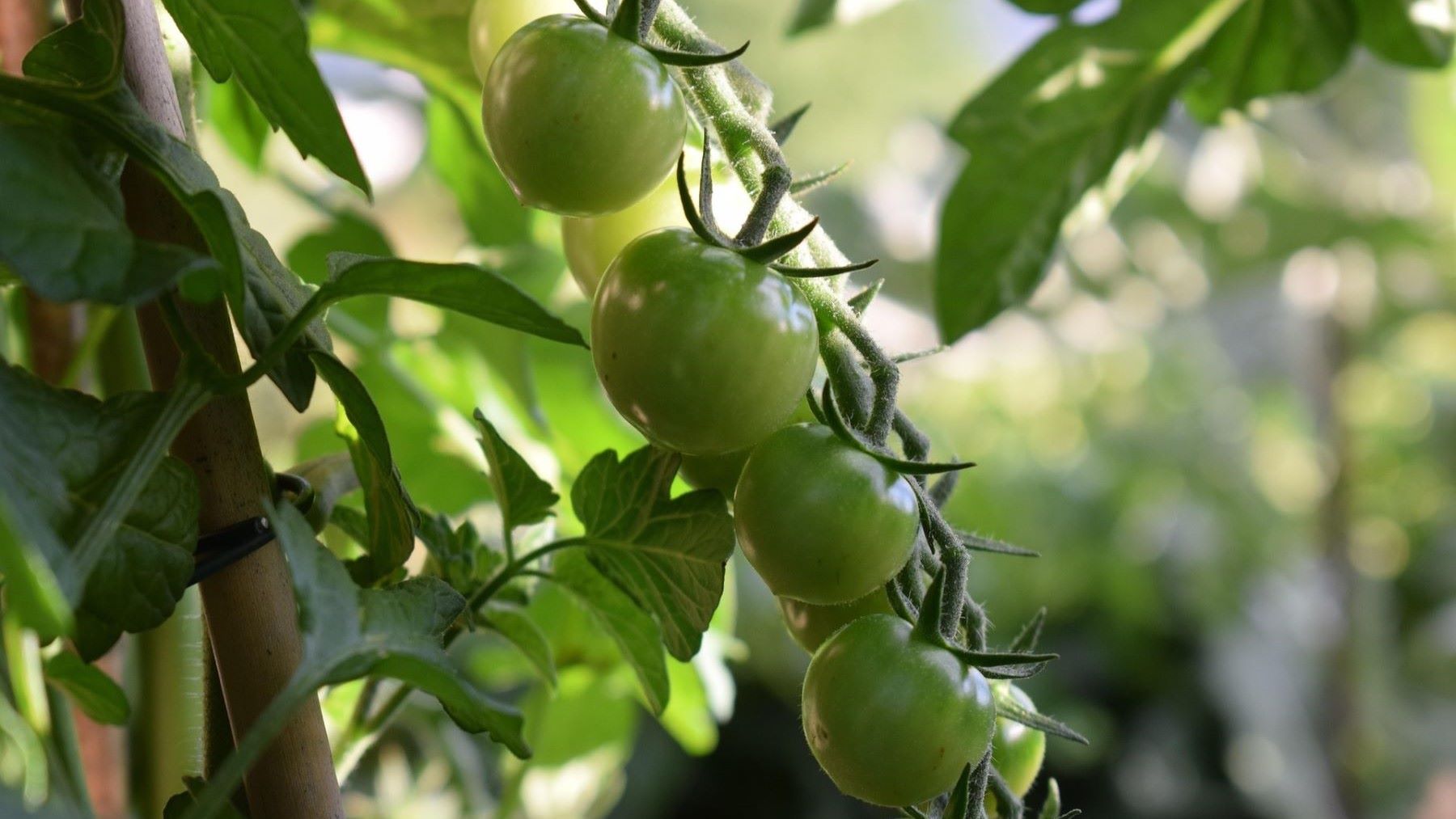 La agricultura ecológica en Europa