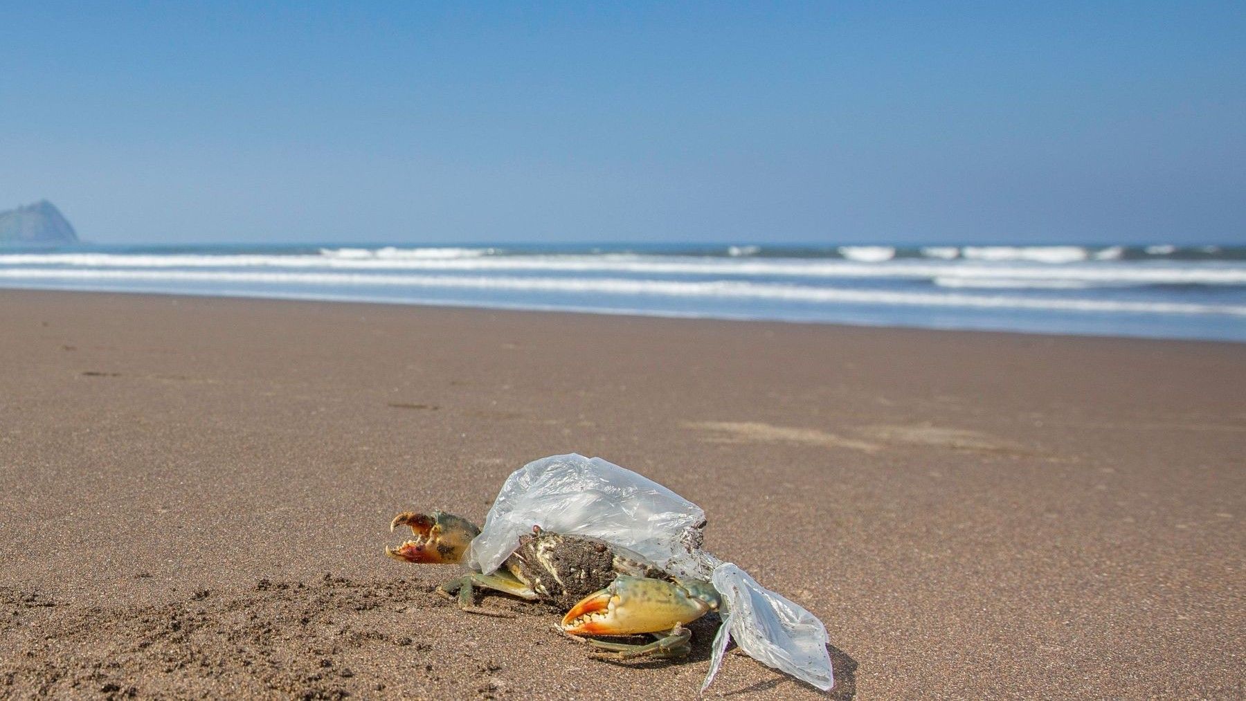 La contaminación por plástico amenaza a más de 4.000 especies marinas