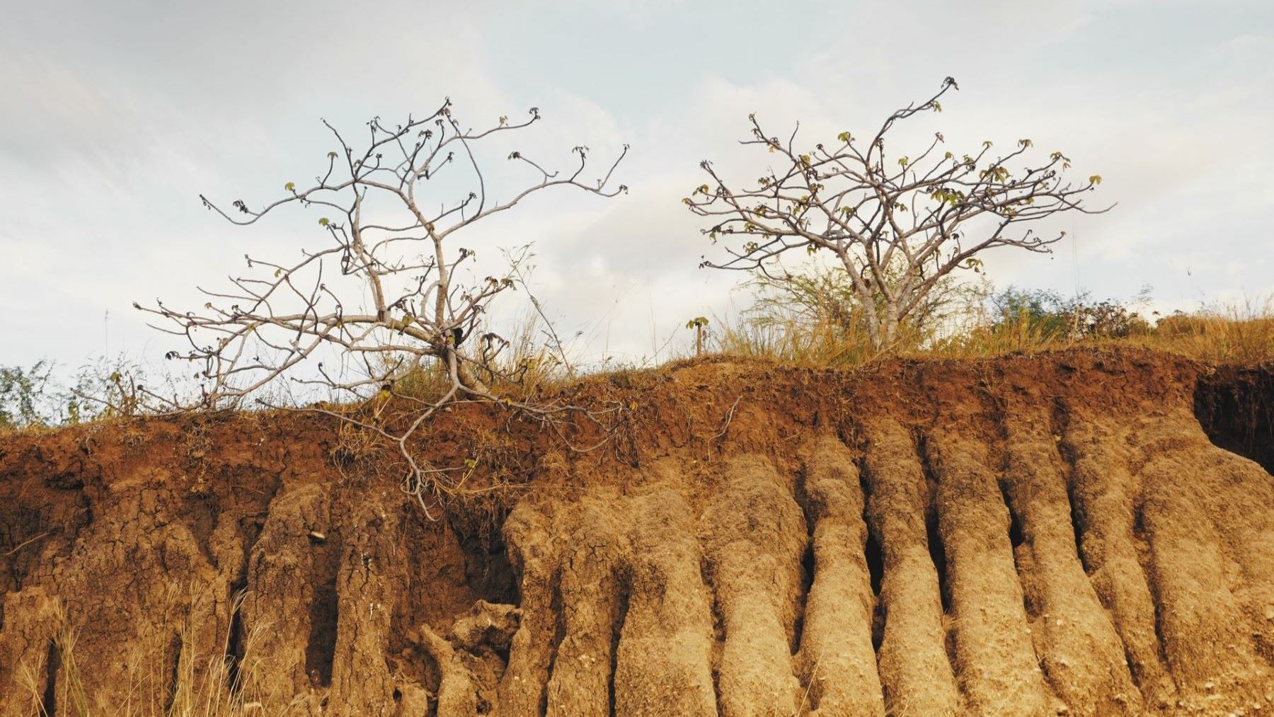 cómo detener la desertificación y restaurar las tierras