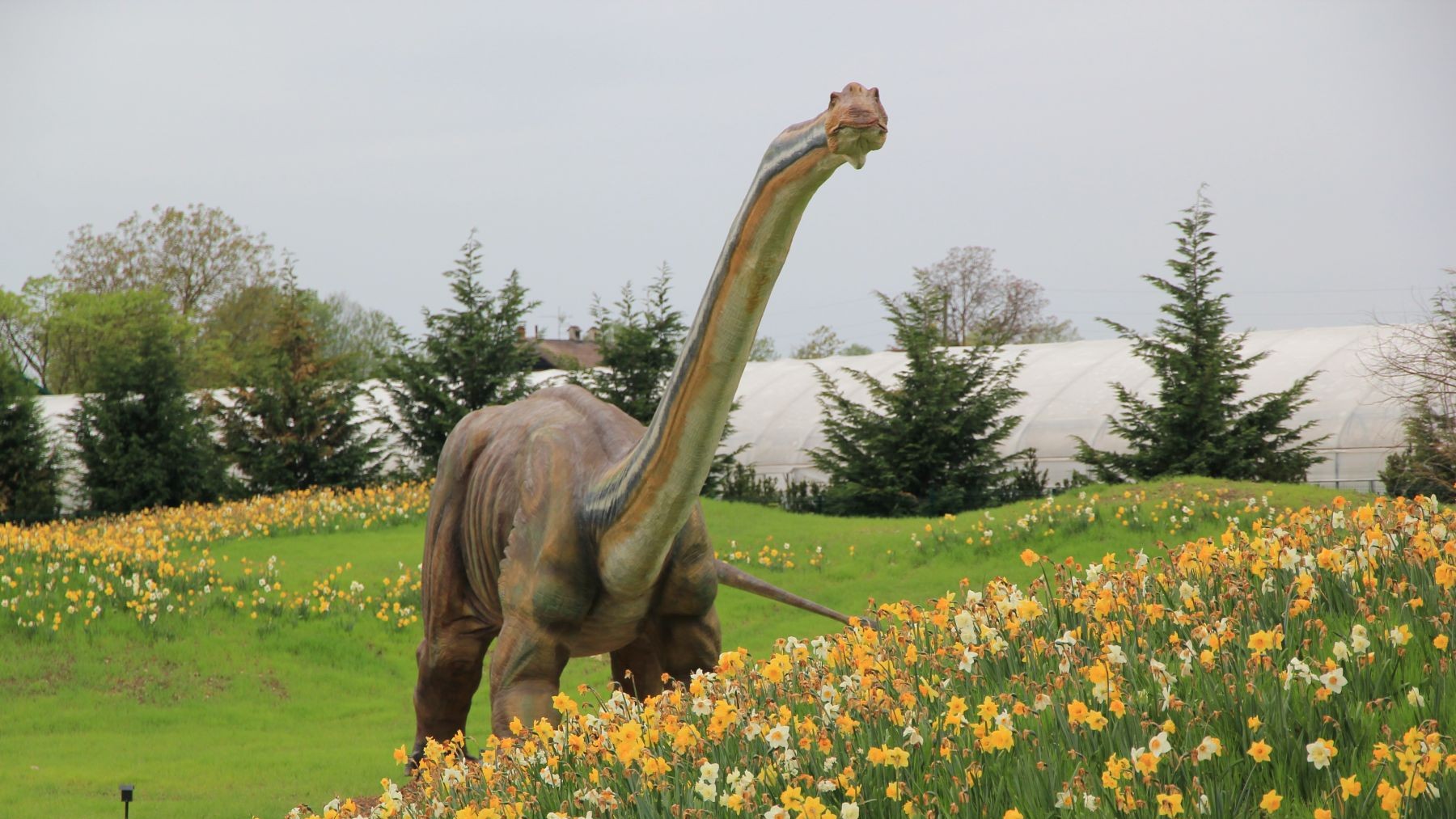 Las plantas con flores convivieron con los dinosaurios en antiguos bosques tropicales