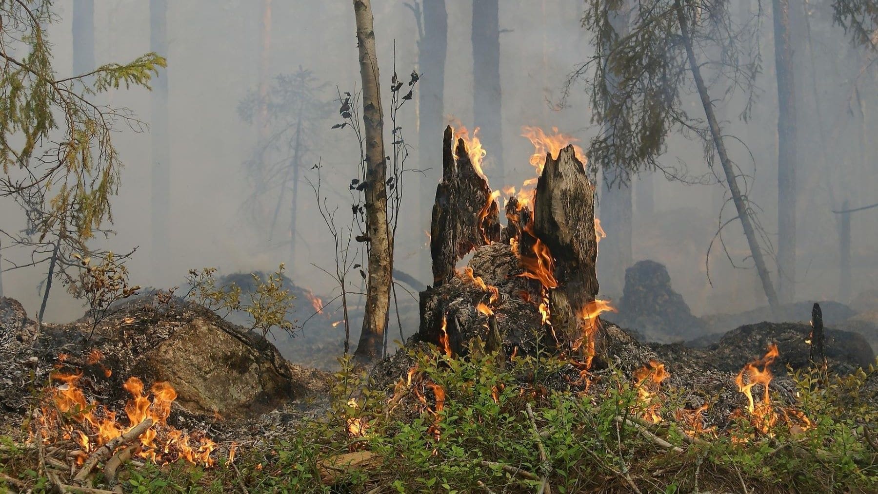 la IA vigila incendios forestales en Collserola mediante cámaras y sensores inteligentes